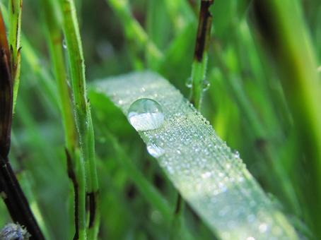 水滴と緑の葉の風景 水滴と緑の葉の風景 水滴,しずく,雨の写真素材
