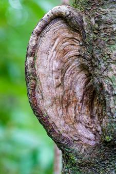 Photo, কাঠ, শুষ্ক, স্বাভাবিকভাবে, 