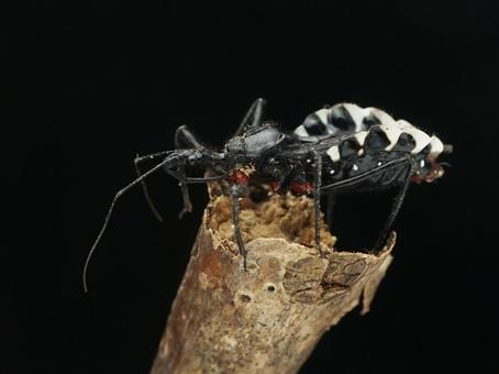 Photo, beetle, bug, agriosphodrus turtle, 