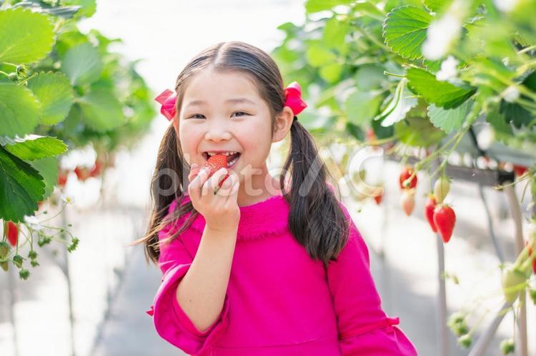 いちご狩りをする子供 いちご狩り,いちご,女の子の写真素材
