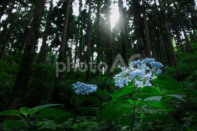 森のなかで咲くアジサイ 7月,アジサイ,光の写真素材