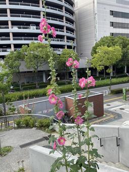 タチアオイ タチアオイ,花,夏の写真素材