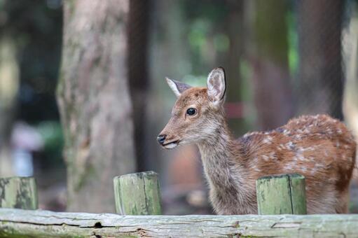 奈良公園の鹿さん2 鹿,奈良公園,世界遺産の写真素材