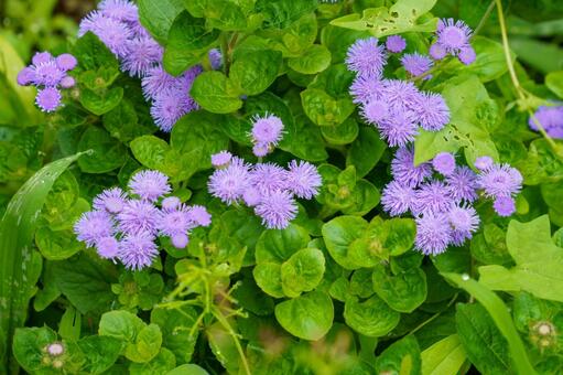 雨に濡れたアゲラタム 植物,花,自然の写真素材