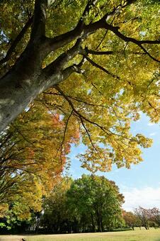 富山市稲荷公園の紅葉 紅葉,公園,葉の写真素材
