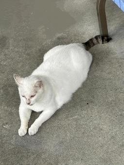 ねこ?たぬき? ねこ?たぬき? ねこ,尻尾,動物の写真素材