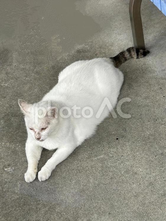 ねこ？たぬき？ ねこ,尻尾,動物の写真素材