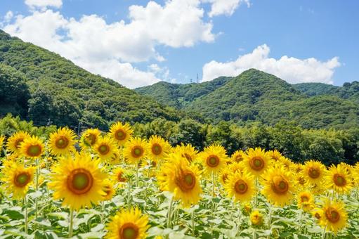 ひまわり ひまわり ひまわり畑,ひまわり,向日葵の写真素材