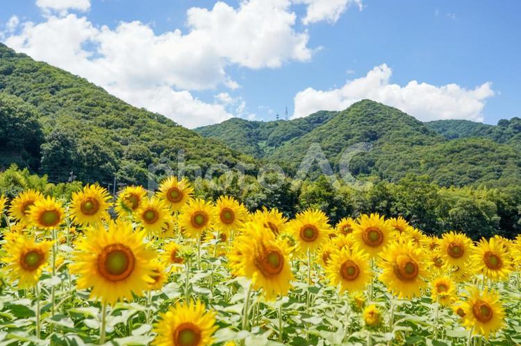 ひまわり ひまわり畑,ひまわり,向日葵の写真素材