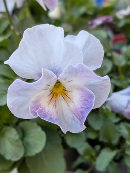 パンジーの花 2 パンジー,ブルー系,緑の写真素材