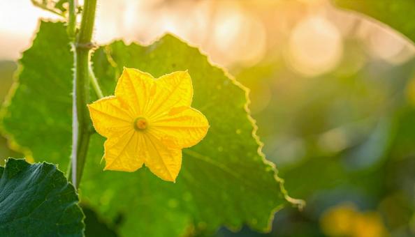 姫とうがんの花 姫とうがんの花の写真