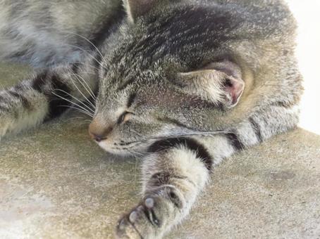 Park cat Naha City, Okinawa Prefecture, JPG Park cat Naha City, Okinawa Prefecture, JPG