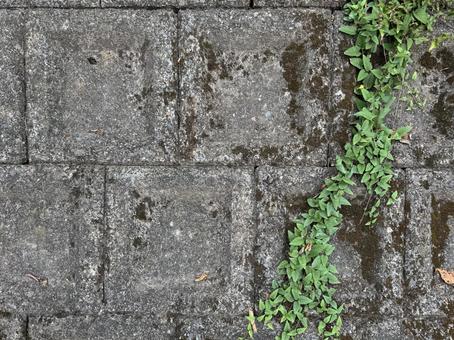コンクリートと緑 コンクリートと緑の写真