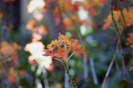 エピデンドルムの花 エピデンドルムの花の写真