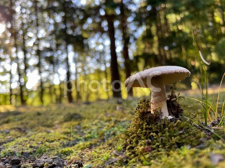 きのこの森にひそむ静寂 きのこ,森,木々の写真素材
