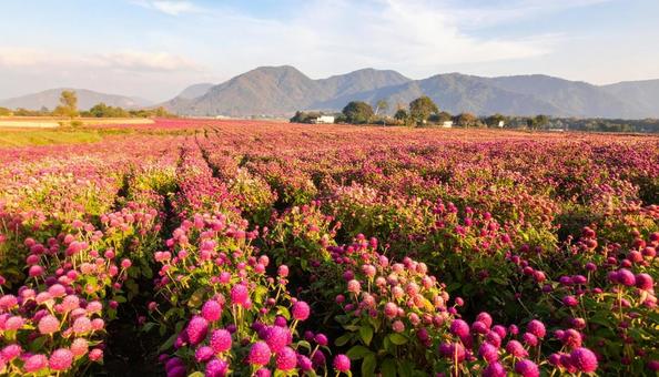 夏から秋の花 センニチコウ 夏から秋の花 センニチコウの写真