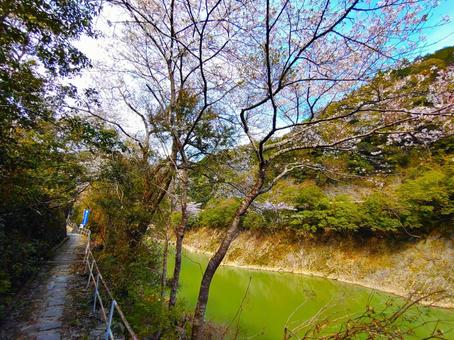 写真素材:宮崎県 速開都比売神社 参道 写真素材:宮崎県 速開都比売神社 参道の写真