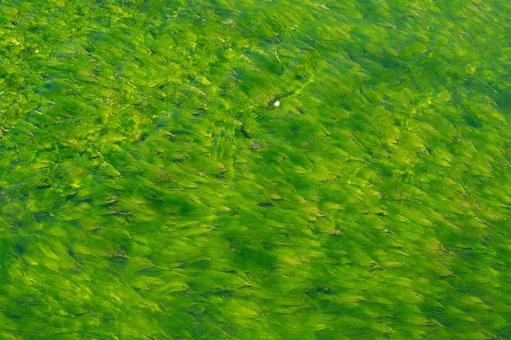 小川を流れる清流 清流,草,緑の写真素材
