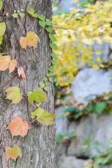 蔦が絡む木の幹と紅葉 蔦,ツタ,紅葉の写真素材