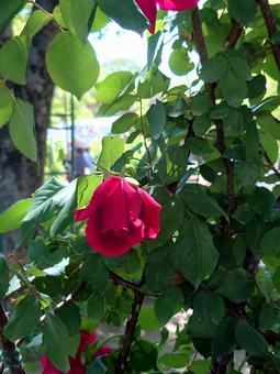 バラから指す木漏れ日 バラ,薔薇,花の写真素材