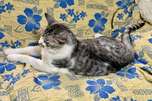 まったりくつろぐサバ白にゃんこ様 まったりくつろぐサバ白にゃんこ様 猫,可愛い,サバシロの写真素材