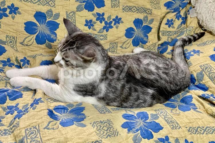 まったりくつろぐサバ白にゃんこ様 猫,可愛い,サバシロの写真素材
