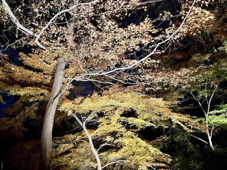 六義園紅葉ライトアップ 秋の六義園,紅葉,庭紅葉の写真素材