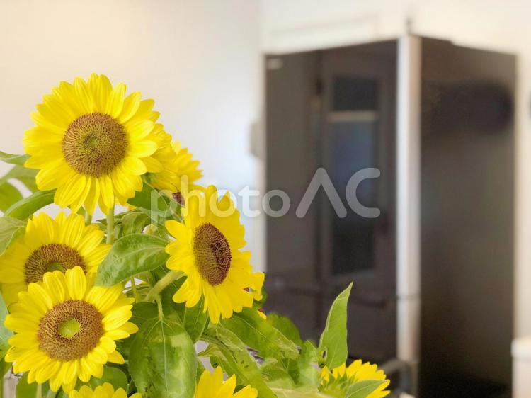 ひまわりと冷蔵庫 冷蔵庫,キッチン,ひまわりの写真素材