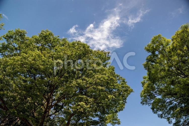 青空の下の緑の樹木 日差し,木,自然の写真素材