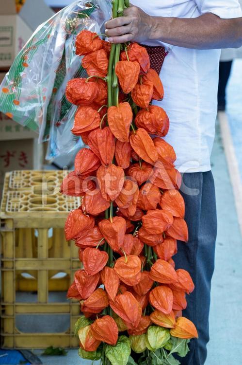 大量のほうずきを持つ人 ほおずき,groundーcherry,ほおずき市の写真素材