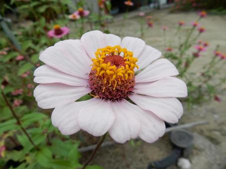 【花の写真】 ヒャクニチソウ(百日草) 【花の写真】 ヒャクニチソウ(百日草)の写真