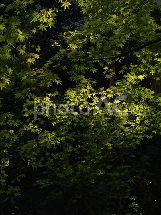 5月の新緑 葉,木材,木の写真素材