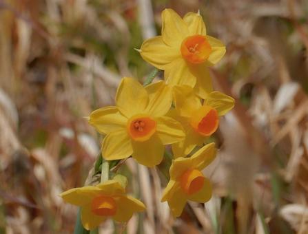 【花の写真】黄色いスイセンの花 【花の写真】黄色いスイセンの花の写真