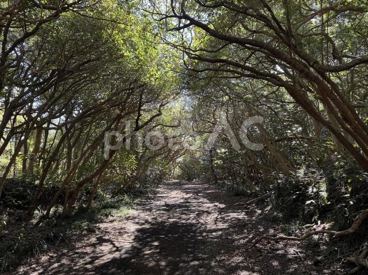 三原山再生の一本道 伊豆大島,大島,再生の一本道の写真素材