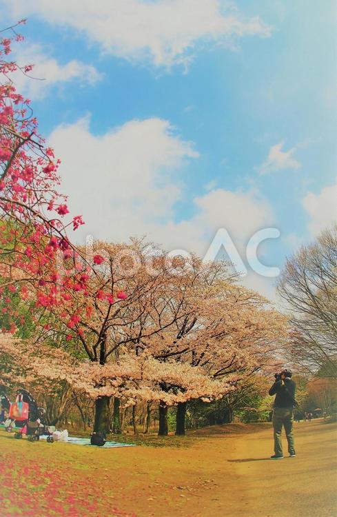 桜と青空と雲で春のイメージ素材 春爛漫,カメラマン,撮影の写真素材