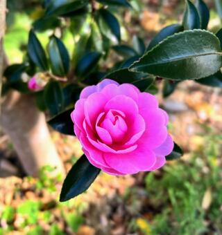 サザンカ 山茶花,花,ツバキ科の写真素材