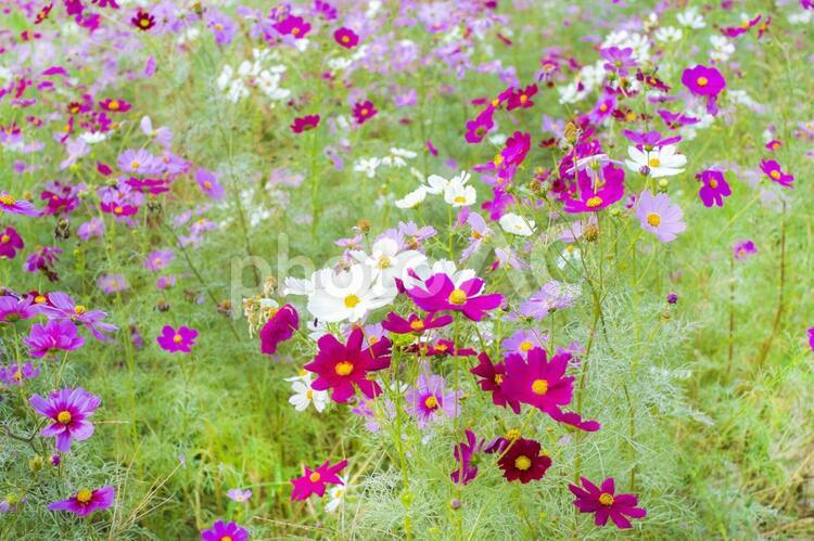一面のコスモス畑 コスモス,コスモス畑,一面のコスモスの写真素材
