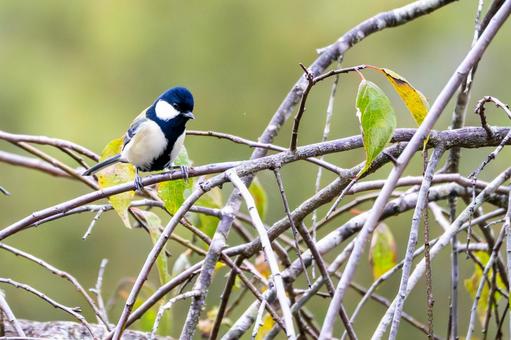 シジュウカラ(40) シジュウカラ(40) 野鳥,鳥,シジュウカラの写真素材