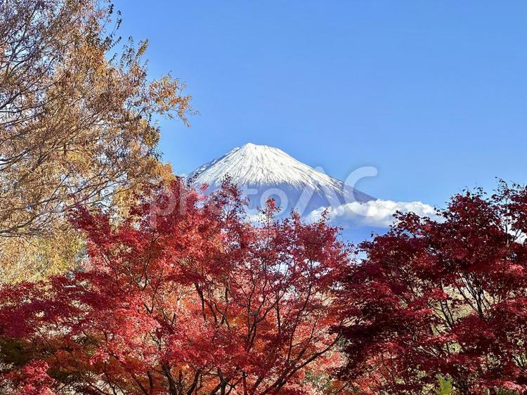 秋晴れの日に見る紅葉と富士山 富士山,紅葉,もみじの写真素材