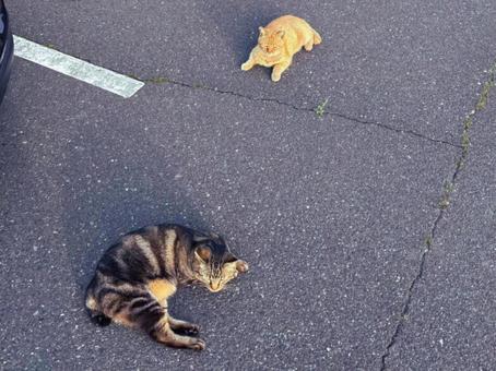 駐車場でくつろぐ二匹の猫 駐車場でくつろぐ二匹の猫 猫,駐車場,茶トラの写真素材