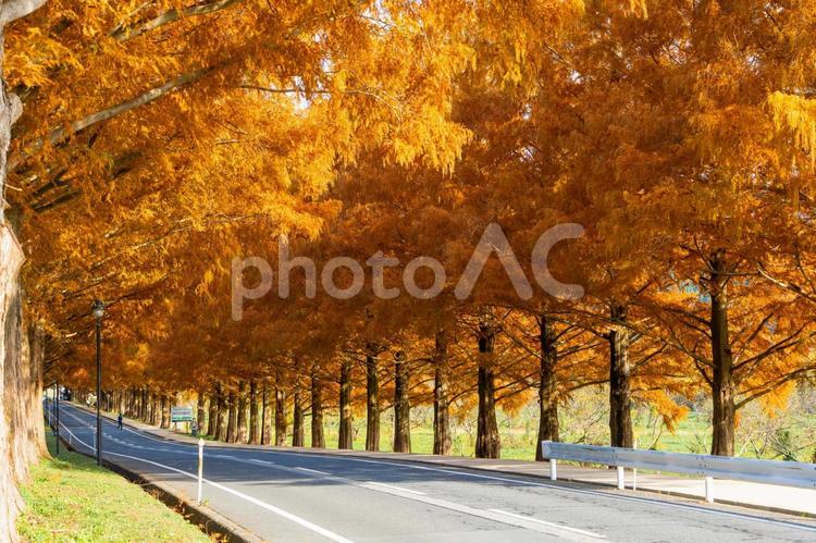 マキノ　メタセコイア並木 メタセコイア,滋賀県マキノ,紅葉の写真素材