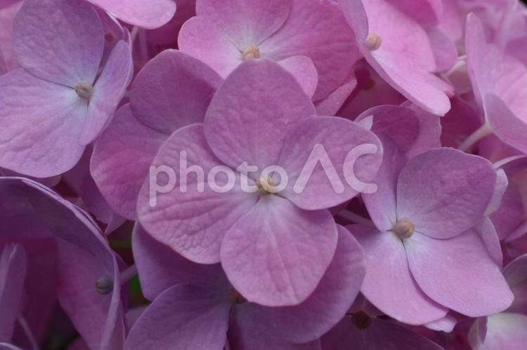 雨上がりのアジサイのクローズアップ 紫陽花,あじさい,雨上がりの写真素材