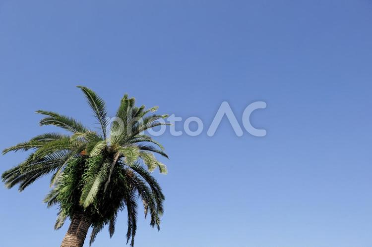 ヤシの木と青空 ヤシの木,空,木の写真素材