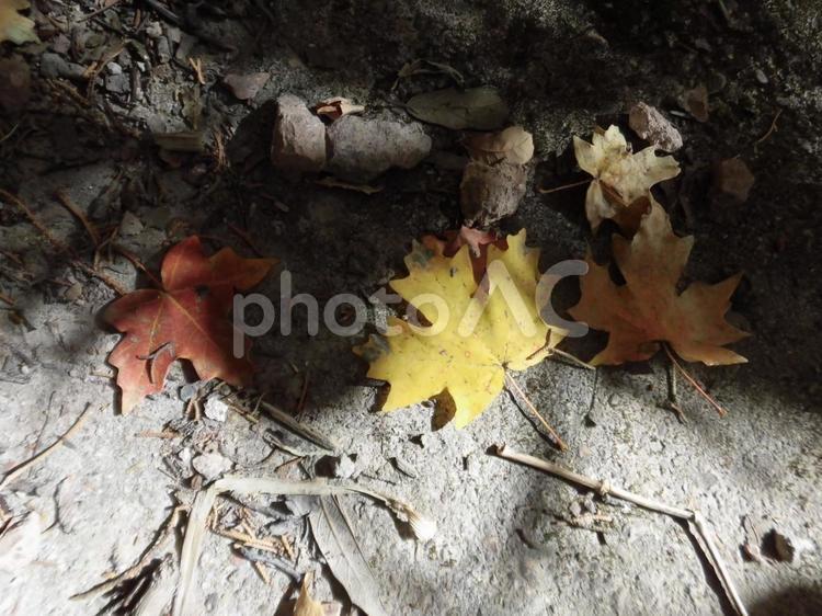 紅葉した葉っぱが落ちている 紅葉,葉っぱ,黄色の写真素材