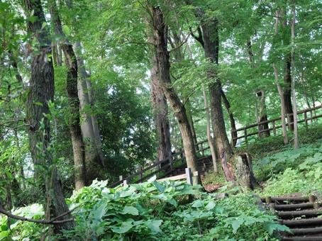 公園の風景 公園の風景の写真
