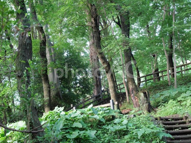 公園の風景 薬師池公園,町田,木々の写真素材