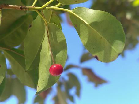 ソヨゴの赤い実 ソヨゴ,赤い,実の写真素材