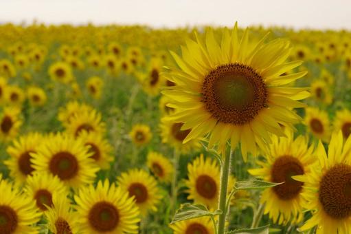 ヒマワリ 向日葵 夏の花 黄色の花 ヒマワリ 向日葵 夏の花 黄色の花の写真