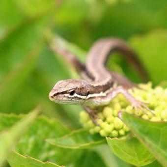 ニホンカナヘビ ニホンカナヘビの写真