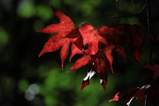 モミジバフウ モミジバフウ モミジバフウ,紅葉,葉の写真素材